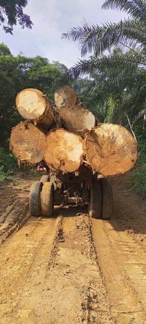 Hardwood Timber - Image 8
